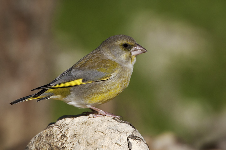 Verdone (Carduelis chloris)